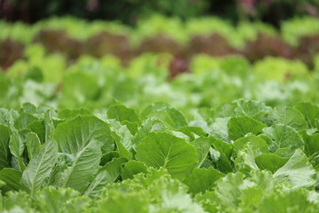 Organic Salad from Hydroponics with Liquid Soil in Non-Soil Water at Organic Farm.