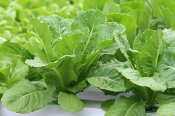 Organic Salad from Hydroponics with Liquid Soil in Non-Soil Water at Organic Farm.
