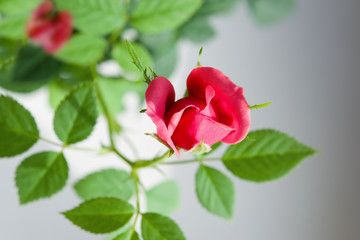 Pink-purple indoor rose flower close-up on delicate green leaf background, abstract natural background,