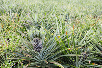 Naklejka na ściany i meble Pineapple on farmland.