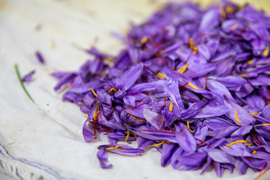 Saffron in Bardaskan, Khorasan, Iran