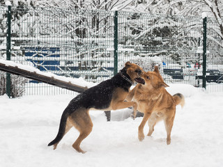 Big scary dogs are playing