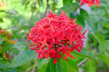 Red spike flower, Rubiaceae Ixora coccinea.