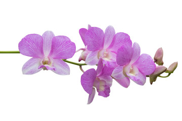 Naklejka na ściany i meble Beautiful Orchid flower isolated on white background with clipping path