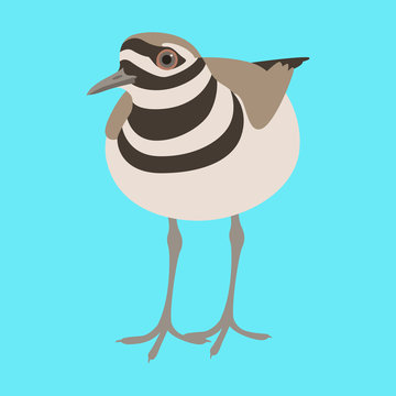 recommend clip art: killdeer  bird  vector illustration flat style  front