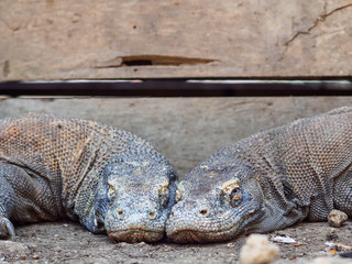 Monitor Lizard on Rinca Island, Indonesia.