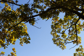 autumn trees and blue sky