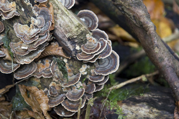 Polyporaceae lignicole mushrooms on wood in forest