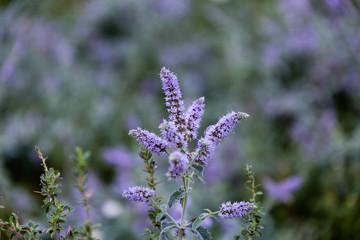 Obraz premium Plant in summer