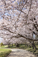 Fototapeta premium Wiśniowe kwiaty, rząd wiśni (Miyagawa Tsutsumi)