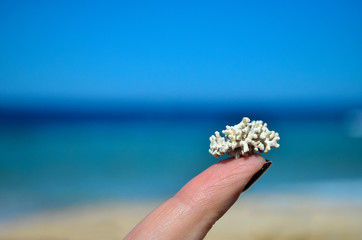 Tiny coral on one finger