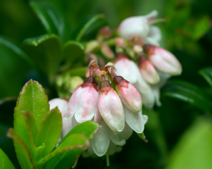Blossoming cowberry, Vaccinium vitis-idaea plant