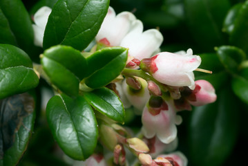 Fototapeta na wymiar Blossoming cowberry, Vaccinium vitis-idaea plant
