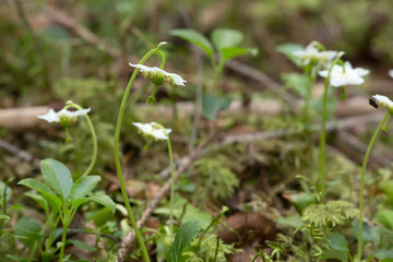 One-flowered wintergreen, Moneses uniflora