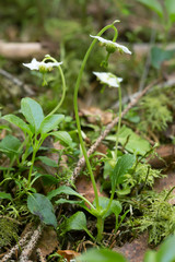 One-flowered wintergreen, Moneses uniflora