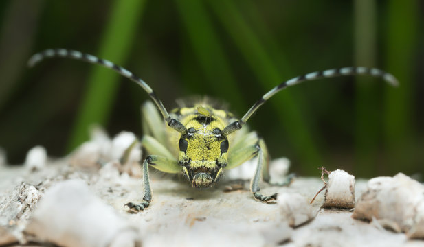 Ladder marked longhorn beetle, Saperda scalaris with aphid on its head, macro photo