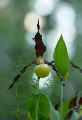 Obraz premium Closeup of blossoming lady's-slipper orchid, Cypripedium calceolus 