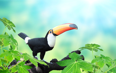 Horizontal banner with beautiful colorful toucan bird © frenta