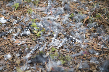 feathers of birds on pine needles