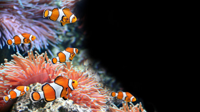 Sea anemone and clown fish