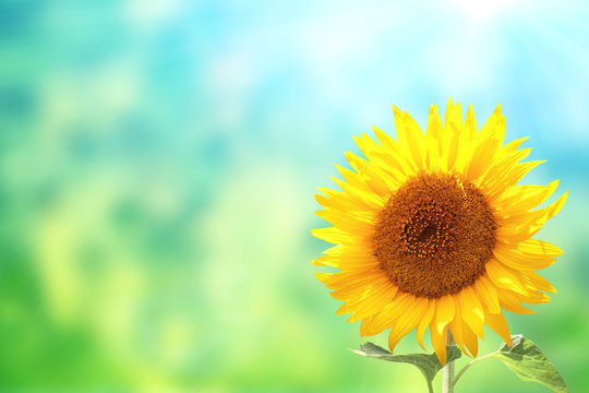 Sunflowers on blurred sunny background