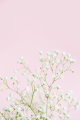 Gypsophila on pink background close-up, selective focus, copy space