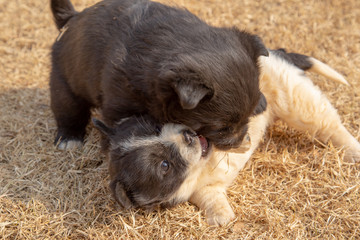 Young puppies in the countryside 