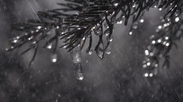 Fir branches with glittering icicles under falling heavy rain drops in extreme slow motion. Epic Christmas scene of magic forest in sunny day. Wonderful view of peaceful nature.
