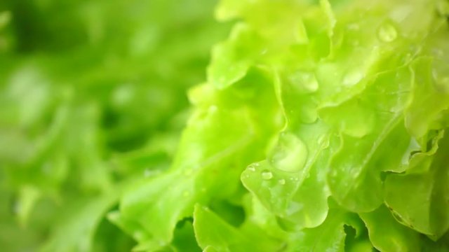 Washing lettuce vegetable in slow motion - close-up