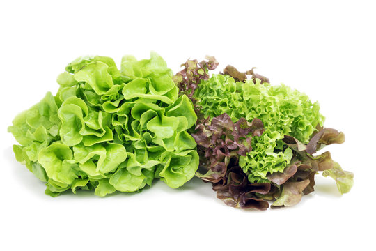 Types of lettuce on a white background. Green and red lettuce.