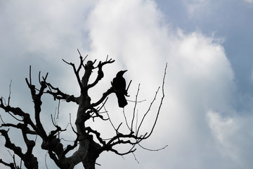 プラタナスの木に佇むカラス