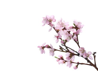 Fruit flowers blooming with twig isolated on white, with clipping path