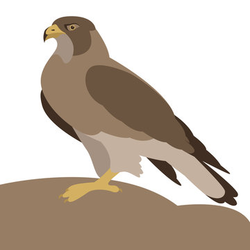eagle bird  vector illustration flat style  profile