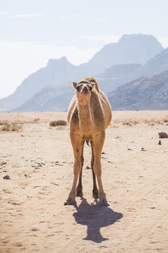 Camel in Wadi Ram desert