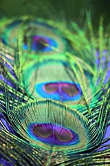 Papier Peint photo Lavable Paon & 39 magnifiques plumes de paon& 39 