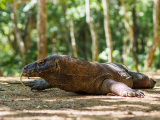 Monitor Lizard on Komodo Island, Indonesia.