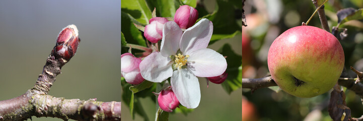 Fototapeta na wymiar Wachstum eines Holzapfels von der Knospe über die Blüte bis zur Frucht