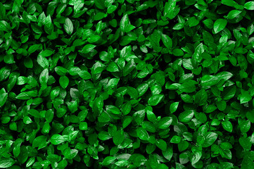 Green hedge of shrub Cotoneaster lucidus for the background texture. Fresh leaves are evenly arranged on the frame