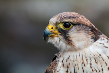 close up portrait of a peregrine saker hybrid falcon in a blue grey background	