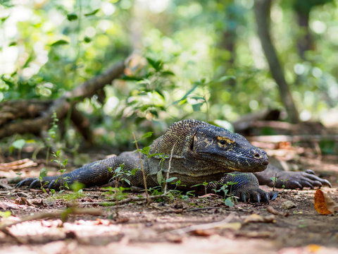 Monitor Lizard on Komodo Island, Indonesia.