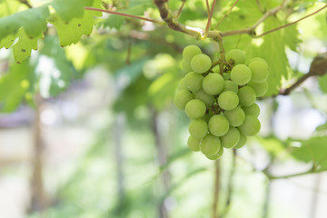 Green grape at farm, Thailand.