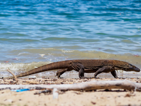 Monitor Lizard on Komodo Island, Indonesia.
