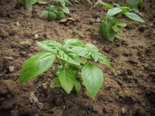 fresh basil plant in a vegetable garden