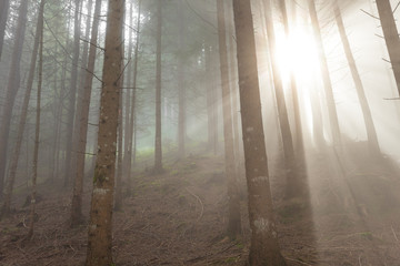 the sun inside a woods in a foggy day
