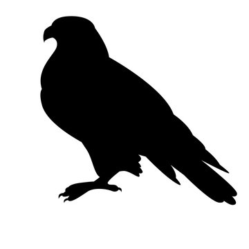 eagle bird  vector illustration  black silhouette  profile