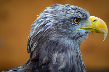 Wachsamer Vogel