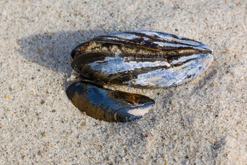 Muschel am Strand