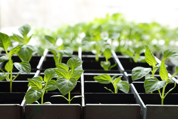 Pepper saplings growing in peat soil in a box against the window background.