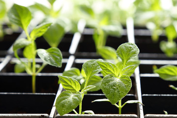 Young grown paprika seedlings with water drops on the leaves.