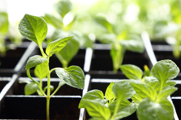 Young grown in a box of pepper seedlings with drops of water on the leaves.